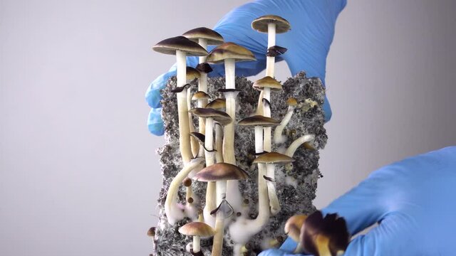 Psilocybe cubensis is a hallucinogenic mushroom. Harvest of mushrooms. The sacred mushroom of the Mazatec tribe. The magic cult.