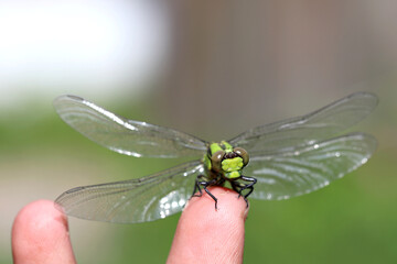 dragonfly