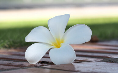 Frangipani tropical flowers white and yellow, close up Plumeria flowers on floor, macro flower, thailand.