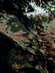 Butterfly on leaf
