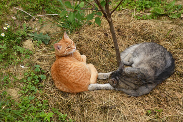 Two domestic cats lie on dry grass curled up in a ball and sleep