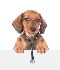 Dachshund puppy wearing stethoscope looks above white banner. isolated on white background. Empty space for text