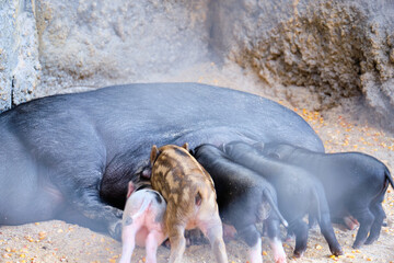 Female wild boar feeds her cubs in the zoo enclosure
