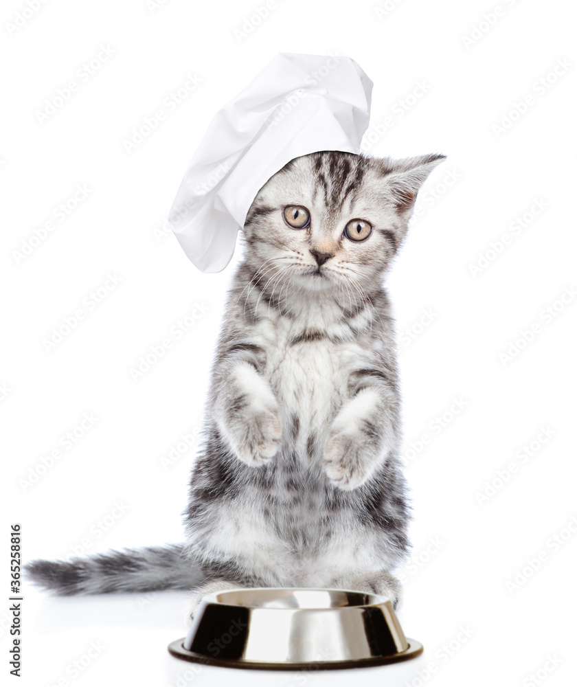 Poster funny chef kitten stands near an empty bowl. isolated on white background