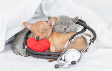 Gray kitten and toy terrier puppy sleep with red heart and stethoscope under white blanket on a bed...
