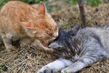 The domestic red and gray cat licks and cleans its fur from dirt with its tongue