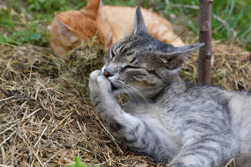 A domestic red cat cleans the fur of a gray cat lying on the grass with its tongue
