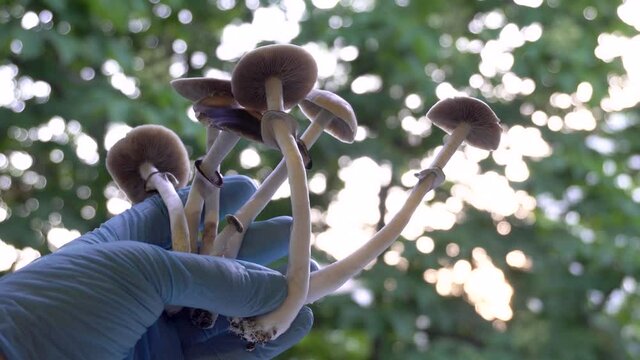 Psilocybe cubensis magic mushrooms. Demonstration of the mushroom. Sacred mushroom mazatek.