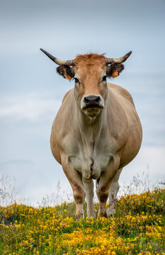 portrait of an Aubrac cow grazing in fields at altitude with yellow flowers. Lozere France.