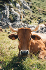 Cow resting on the grass in the mountains in the Somiedo Natural Park, Asturias, Spain.