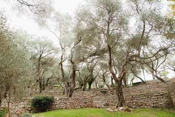 Olive trees in the olive garden, multi-storey stone mounds.