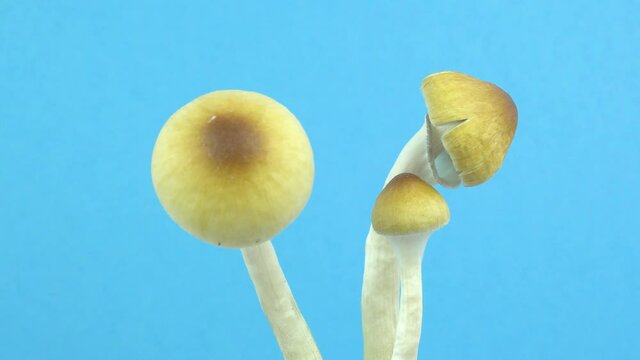 Psilocybe cubensis magic mushrooms. Mushroom rotation on a blue background. Sacred mushroom mazatek.