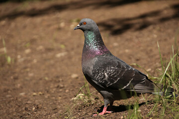 A dove stands in profile in a city park in sunny weather