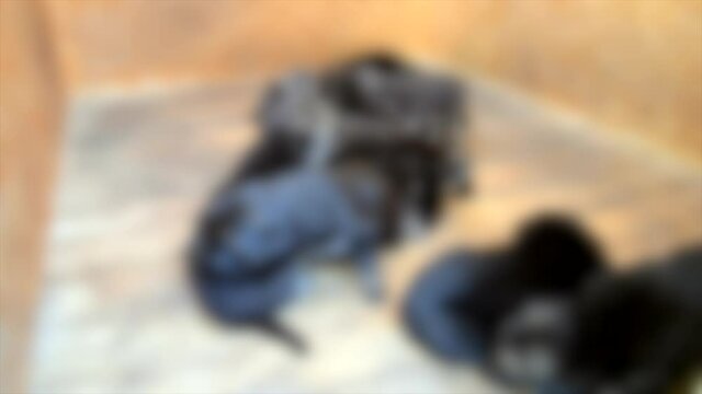 Blurred background. Many puppies German shepherd sitting, walking, whine play