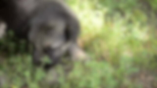 Blurred background. three blind German shepherd puppy lie on the grass and whine
