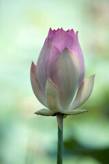 pink lotus flower, Lotus flower bouquet