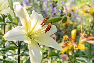 Fototapeta na wymiar Blooming white Lily. Close up. Selective focus.