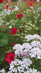 Fototapeta premium sommerblumen