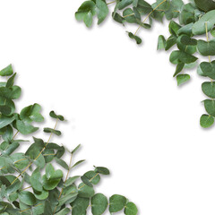 Eucalyptus green leaves and branches isolated on white background. Plant branches to decorate a bouquet or design for a greeting, invitation, posters or wedding card.
