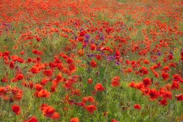 Field with wild red poppy flowers in summer. Natural floral background, selective focus, romantic and dreamy.