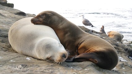 Cute baby cub, sweet sea lion pup and mother. Funny lazy seals, ocean beach wildlife, La Jolla, San Diego, California, USA. Funny awkward sleepy marine animal on pacific coast. Family love and care
