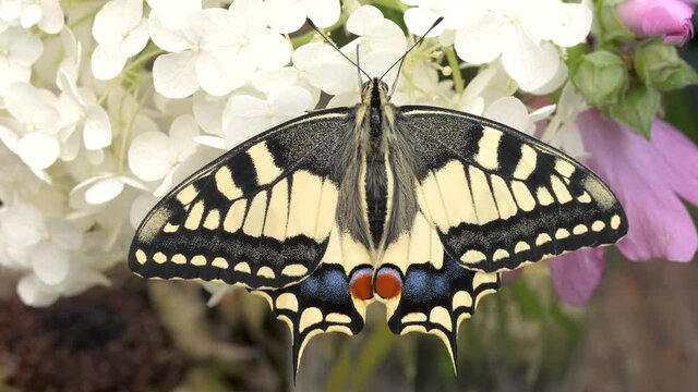 Papilio machaon, the Old World swallowtail butterfly sitting on a white flower in the garden