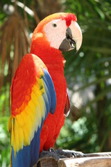 Scarlet Macaw Parrot in a Tropical Rain Forest