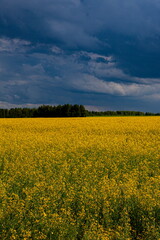 Obraz premium Storm clouds over the yellow field of flowers