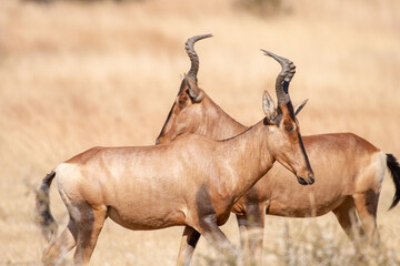 Red haartebeest in golden winter grass.