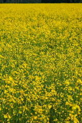 More field of yellow flowers