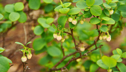 Blooming  northern bilberry