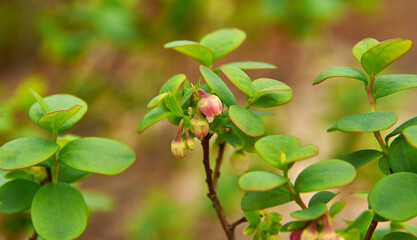 Obraz na płótnie Canvas Blooming northern bilberry