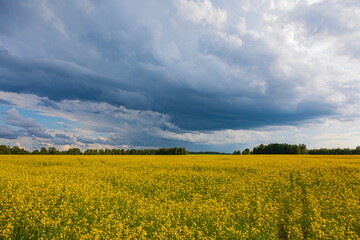 Storm clouds over the yellow field of flowers