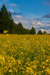 Obraz premium Storm clouds over the yellow field of flowers