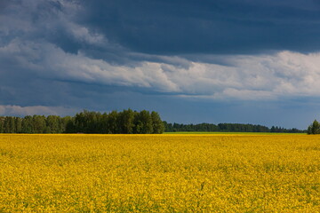 Storm clouds over the yellow field of flowers