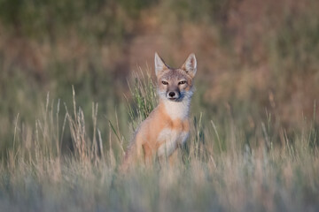 A red fox looks out over the prairie in the early morning hours of Wyoming.