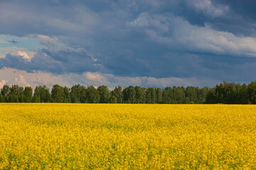 Fototapeta premium Storm clouds over the yellow field of flowers