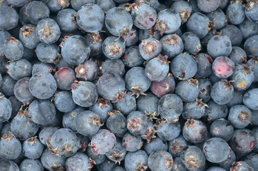 Fresh shadberry closeup. Lots of shadberry. Background of freshly picked shadberry.