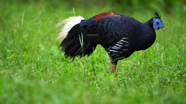 Crested Fireback Pheasant Living in green grass.