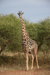 Fototapeta premium Giraffe in Kenia