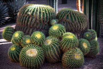 Isolated decorative cactus in a garden