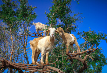 Three goats on an aragn tree