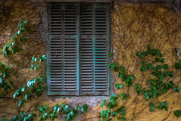 Old, turquoise wooden shutters on a yellow wall covered by ivy
