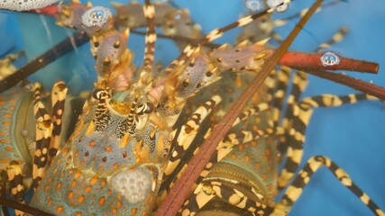 Obraz premium Close up macro, alive raw lobsters in shop. Blue basin with ice water, delicatessen fresh uncooked mediterranean lobsters placed on stall in seafood store. Natural background with marine inhabitants.