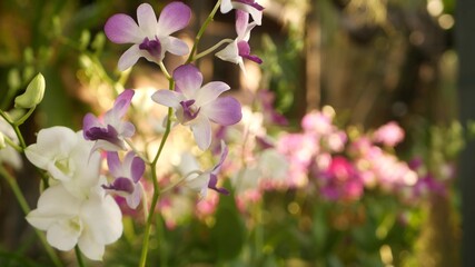 Fototapeta na wymiar Beautiful lilac purple and magenta orchids growing on blurred background of green park. Close up macro tropical petals in spring garden among sunny rays. Exotic delicate floral blossom with copy space