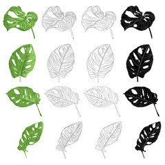 Tropical plant sheet of Monstera deliciosa    natural silhouette and contour isolated set on a white background watercolor botanical background vintage vector illustration  editable hand draw