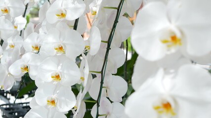 Fototapeta na wymiar Delicate white elegant orchid flowers with yellow centers in sunlight. Close up macro of tropical petals in spring garden. Abstract natural exotic background with copy space. Floral blossom pattern.