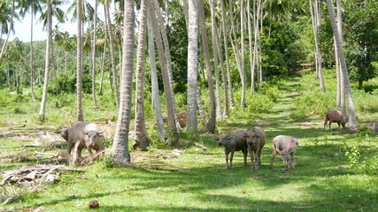Buffalo family among green vegetation. Large well maintained bulls grazing in greenery, typical landscape of coconut palm plantation in Thailand. Agriculture concept, traditional livestock in Asia