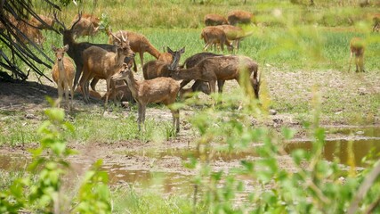 Naklejka na ściany i meble Young strong graceful deer, green pasture with green juicy grass. Spring meadow with cute animals. Livestock field in tropical Asia. Natural lagndaschaft with group of fawns. Environment conservation