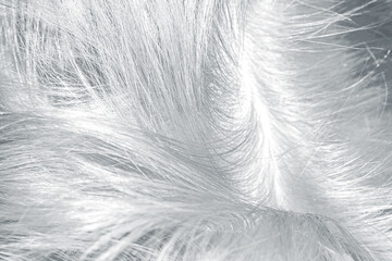 Obraz premium Gray shiny hair abstract background texture. Macroshot